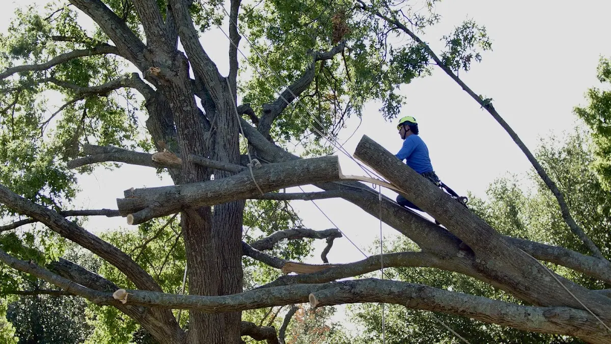 Professional Crown Thinning performed by certified arborists in Matteson